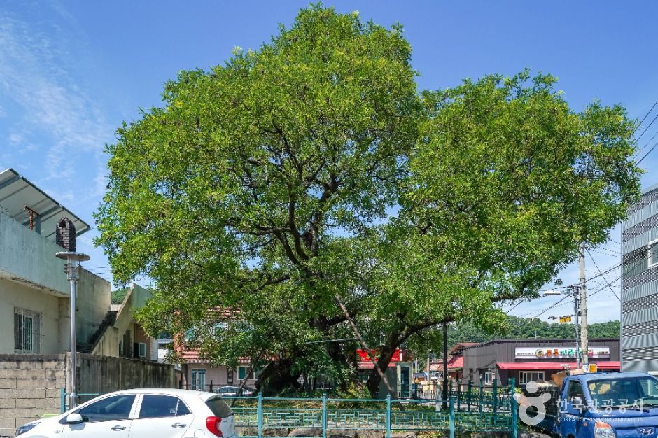 의성읍 도서동의 회나무