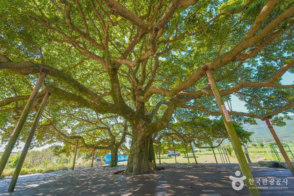 장흥 삼산리 후박나무