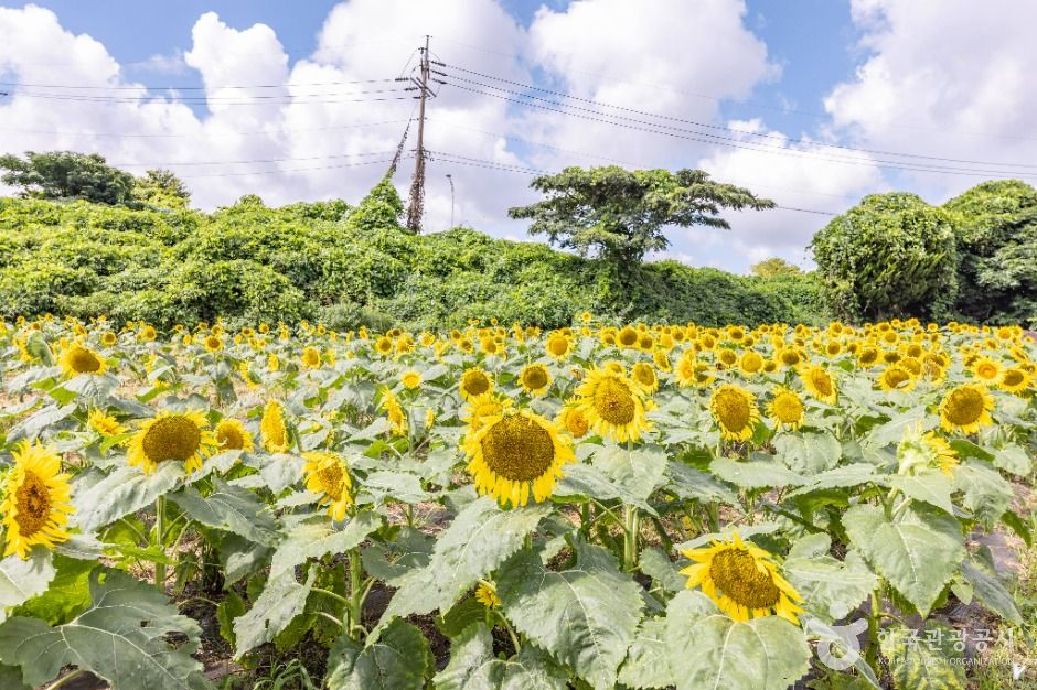 김경숙해바라기농장