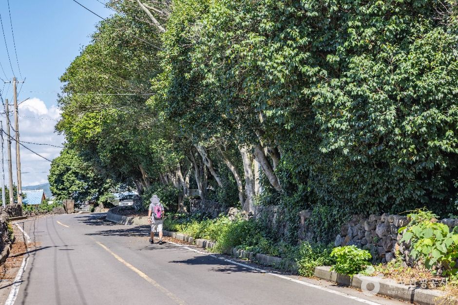 위미동백나무군락