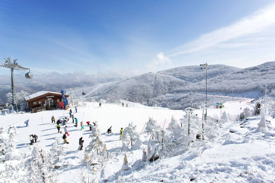 하이원리조트 스키장