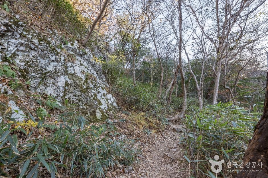 정읍_내장산 굴거리나무군락 (5)