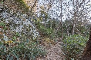 정읍_내장산 굴거리나무군락 (5)