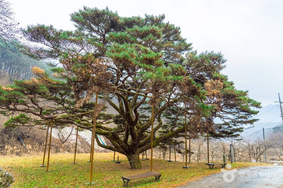 예천_예천 사부리 소나무 (4)