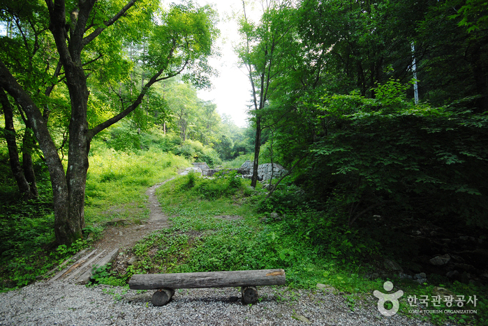 Jungmisan Recreational Forest (중미산자연휴양림)