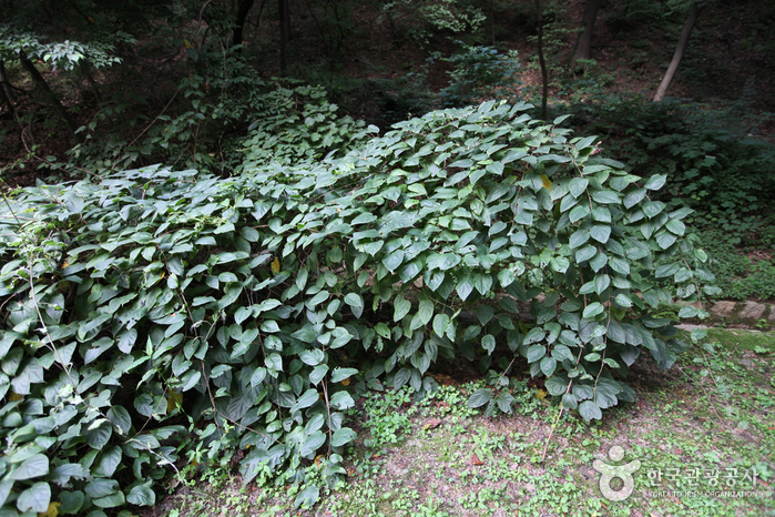 Daraenamu Tree in Changdeokgung Palace (창덕궁 다래나무)