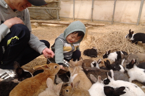 Daegwallyeong Donkey Ranch Don Quixote (대관령당나귀목장 돈키호테)