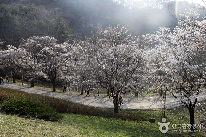 봄날의 정취가 가득 묻어나는 마이산 벚꽃길