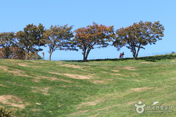 사시사철 걷기 좋은 대관령양떼목장 산책로