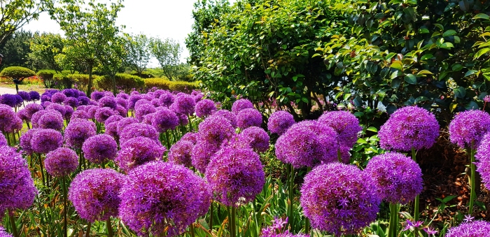 태안 알리움 공원 20202