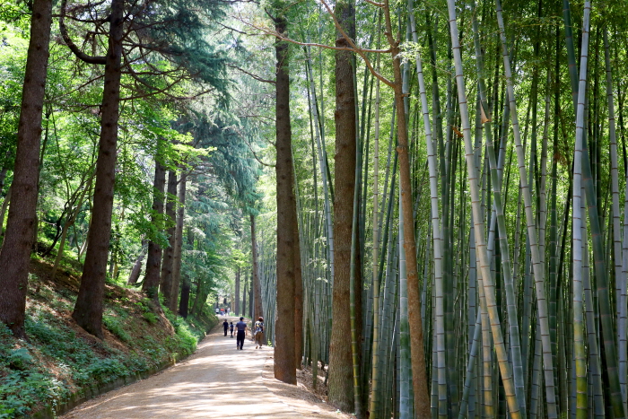 悠閒且茂密的步道