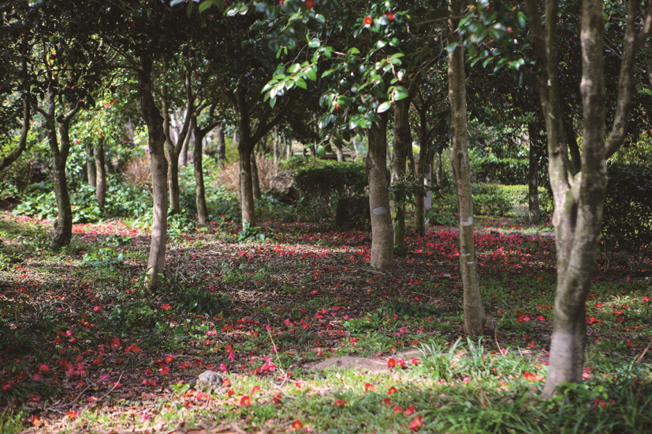 Camellia Hill, the biggest camellia garden in Asia1