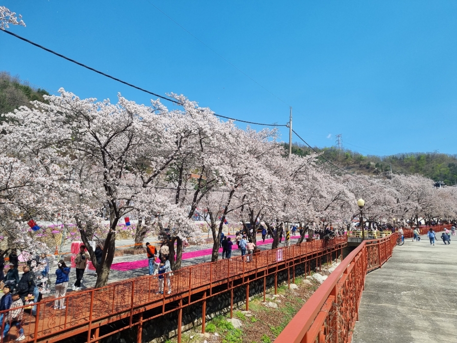 Eden Cherry Blossom Road Festival (에덴벚꽃길 벚꽃축제)