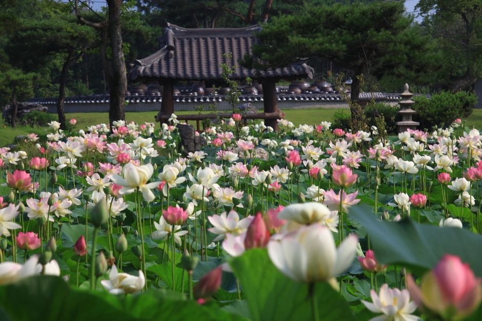 연꽃문화제