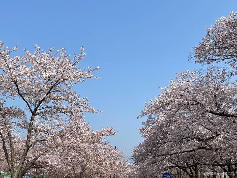 흥무로 벚꽃길