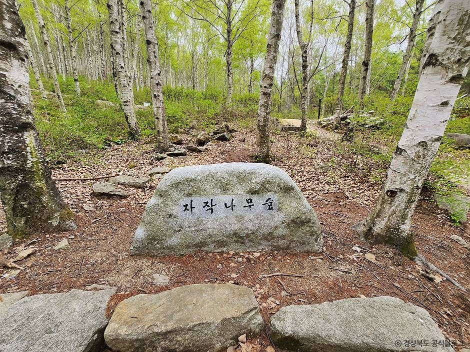 국립김천치유의숲