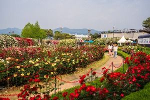 섬진강기차마을 장미공원 (5)
