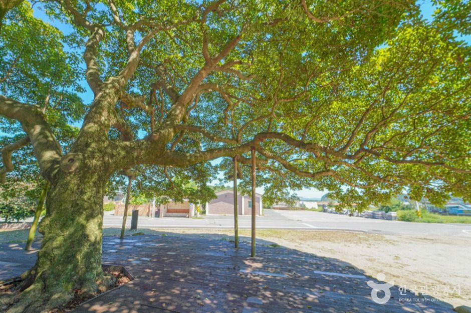 장흥 삼산리 후박나무