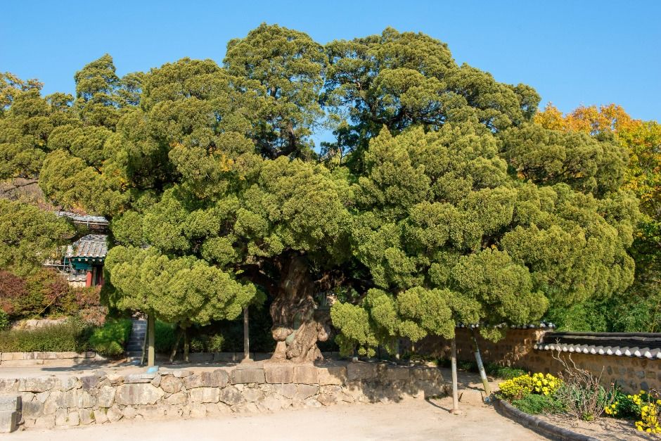 경주 양동마을 송첨종택