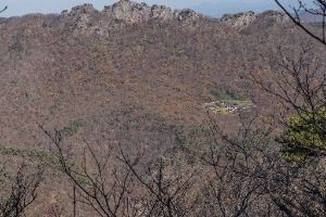 내장산 굴거리나무군락