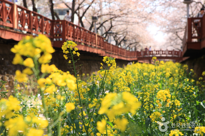 Rivière Yeojwacheon (cerisiers en fleur) (여좌천)