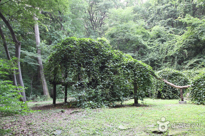 Daraenamu Tree in Changdeokgung Palace (창덕궁 다래나무)