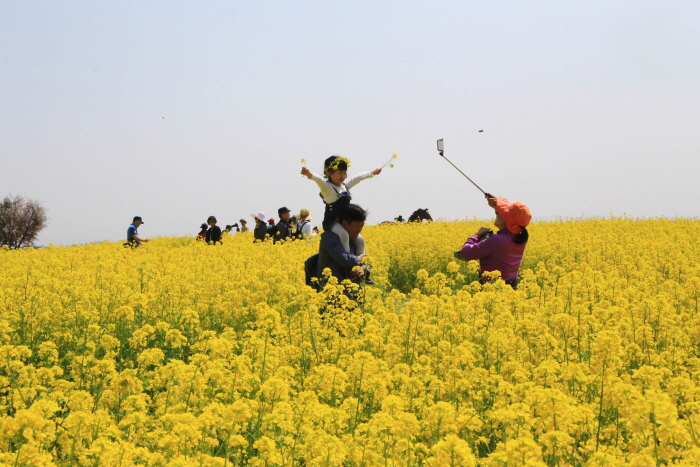 안성 호밀밭축제 20190