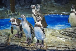 아쿠아플라넷 일산 (4)