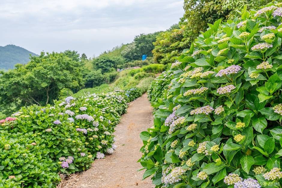 힐링파크 쑥섬쑥섬(애도)