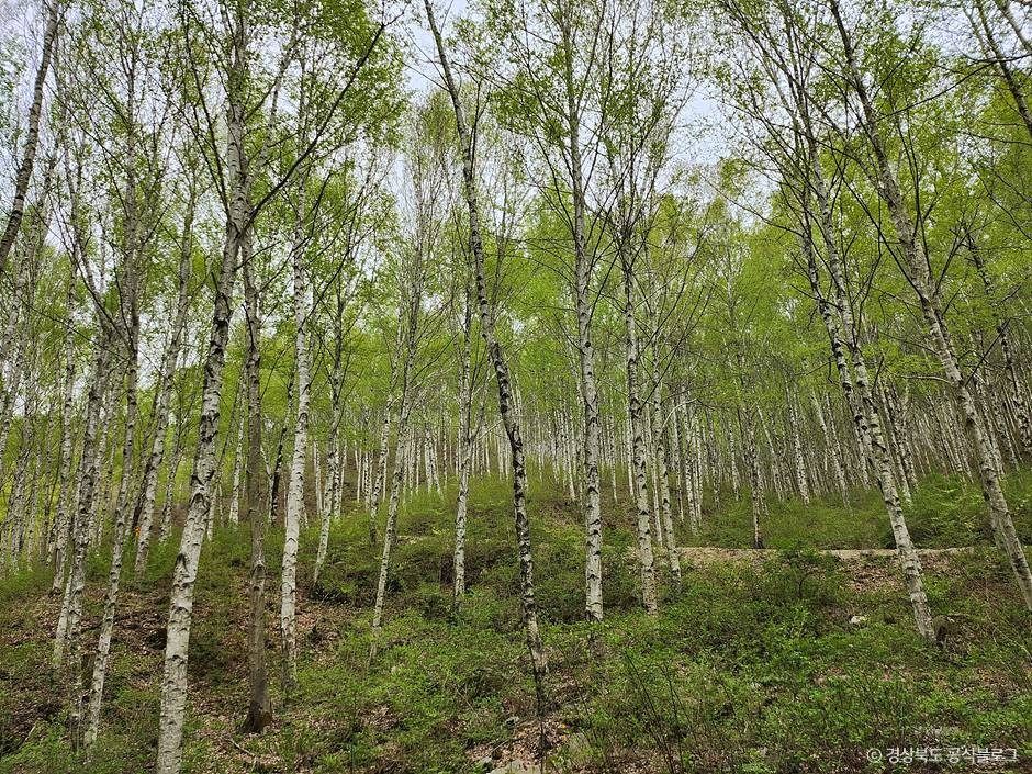 국립김천치유의숲