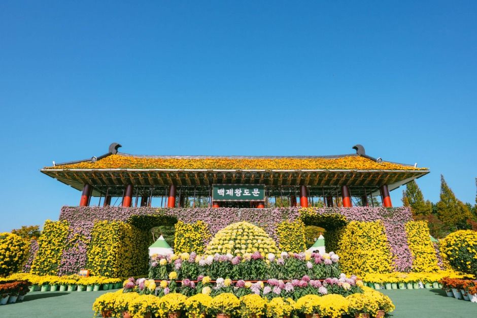 2025 익산천만송이 국화축제 9