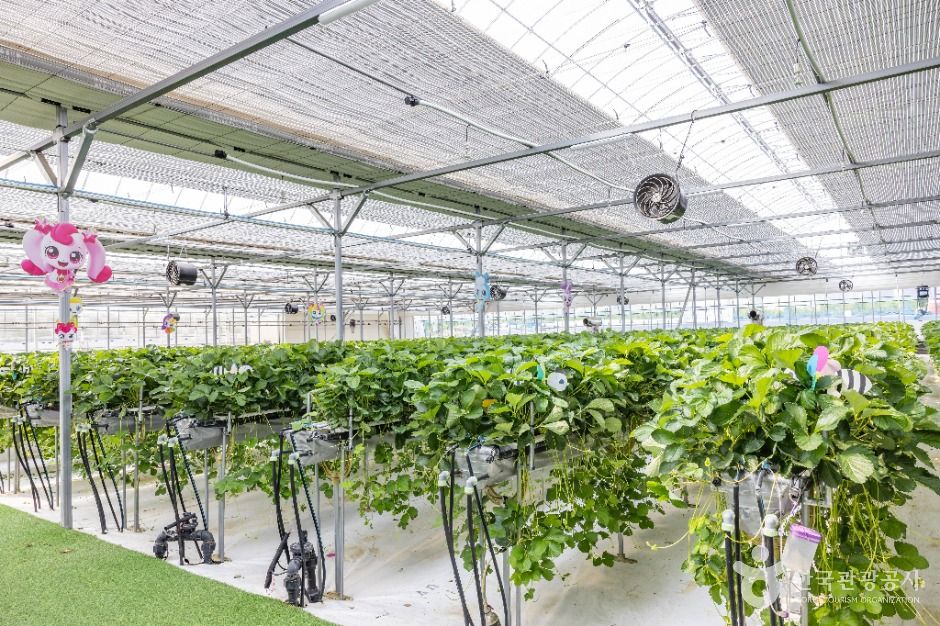 thumbnail-또로롱딸기-1