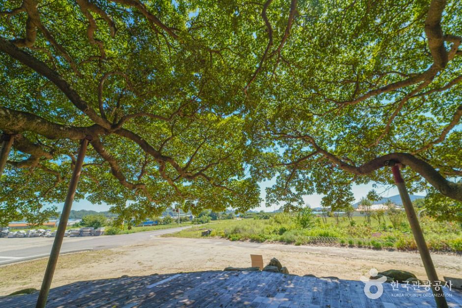 장흥 삼산리 후박나무