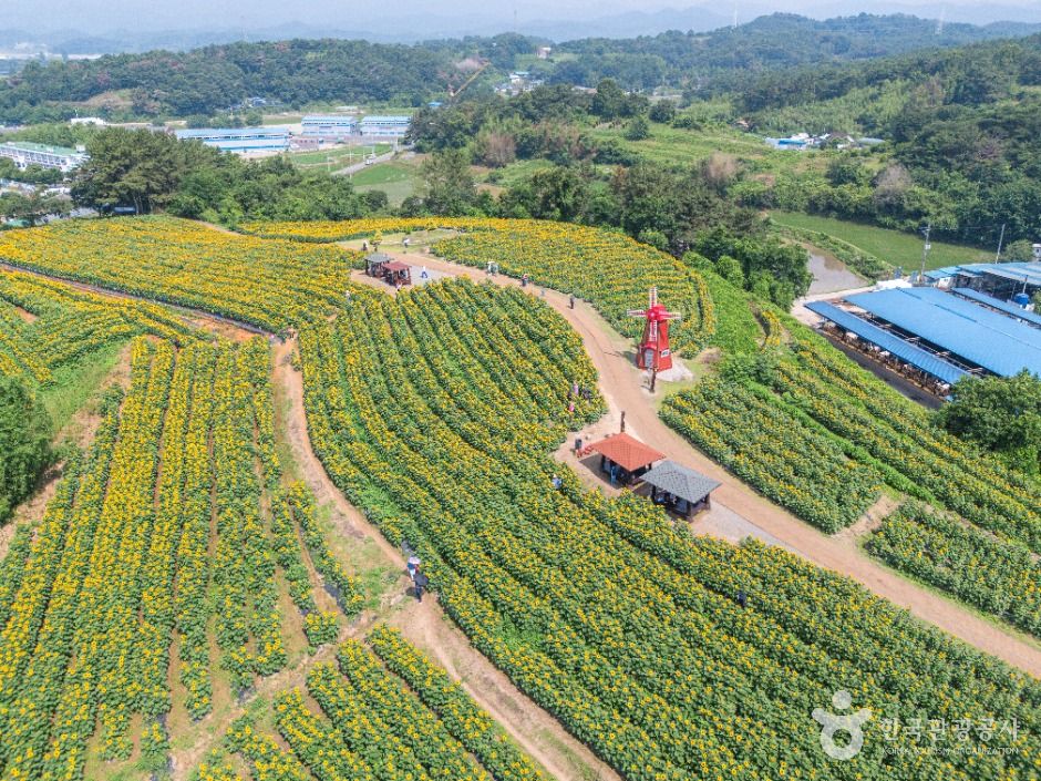 강주 해바라기마을