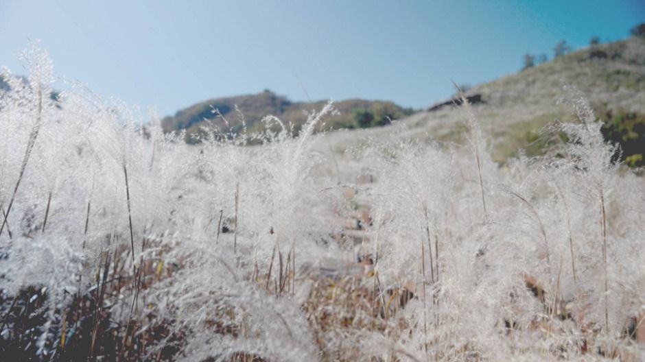 Festival de los Juncos del Monte Myeongseongsan y el Lago Sanjeong en Pocheon (포천 산정호수 명성산 억새꽃축제)