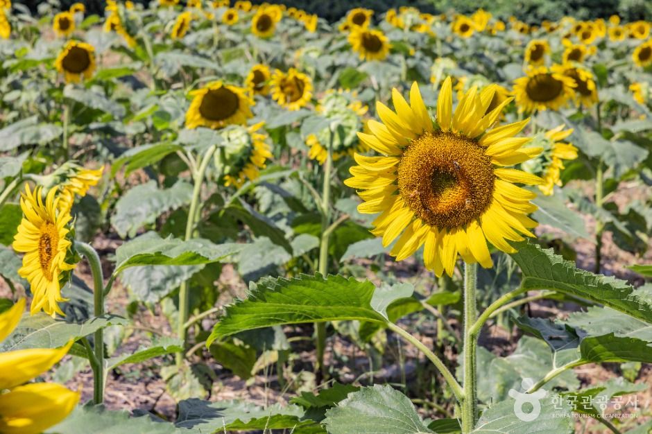 김경숙해바라기농장