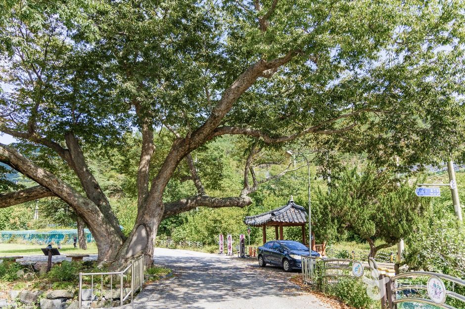 금산_조팝꽃피는마을 (2)