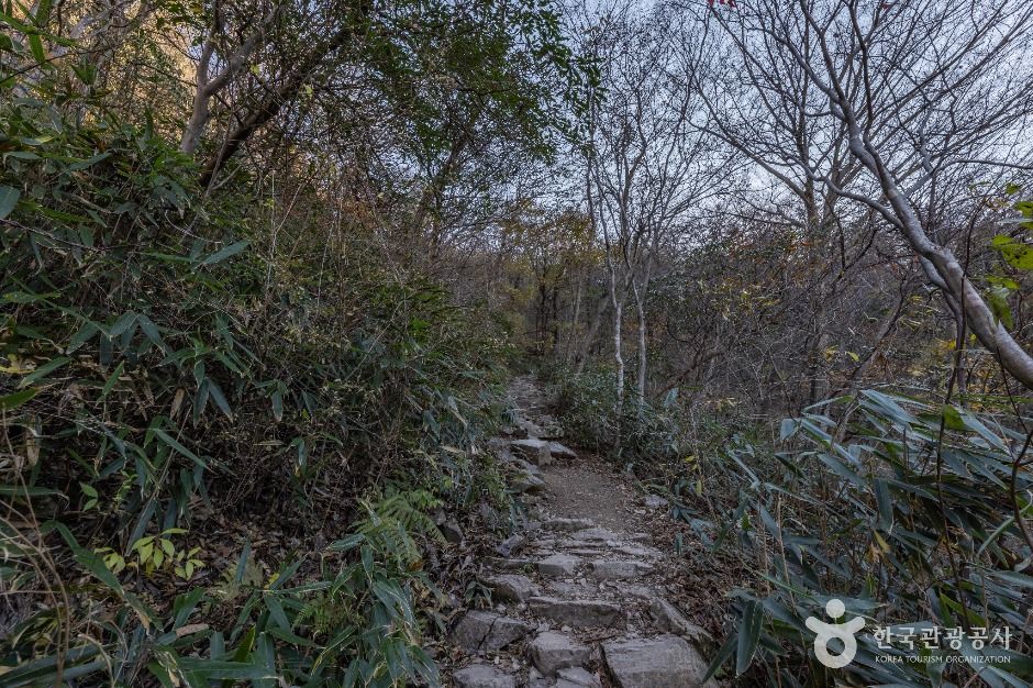 정읍_내장산 굴거리나무군락 (2)