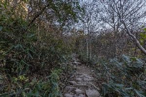 정읍_내장산 굴거리나무군락 (2)