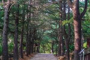 대구_팔공산국립공원(동화사지구) (2)