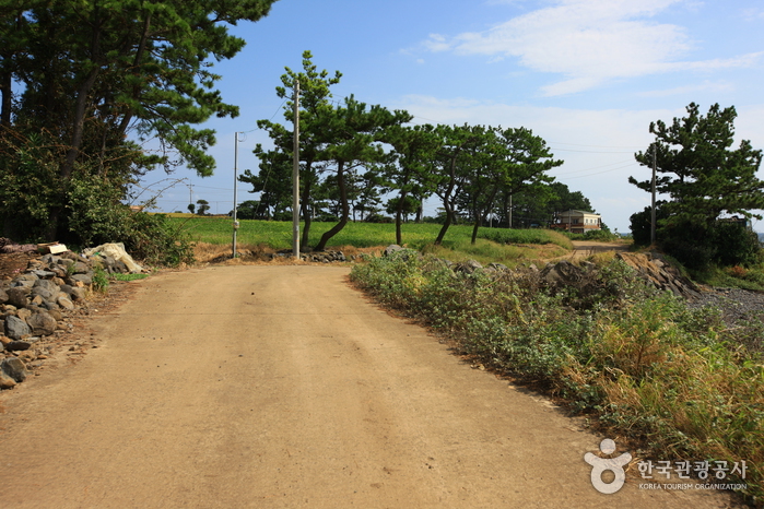 [제주올레 8코스] 월평-대평 올레7