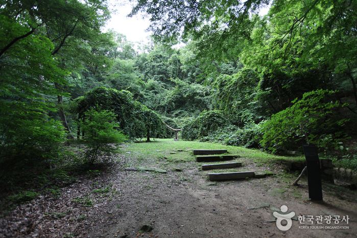 Daraenamu Tree in Changdeokgung Palace (창덕궁 다래나무)