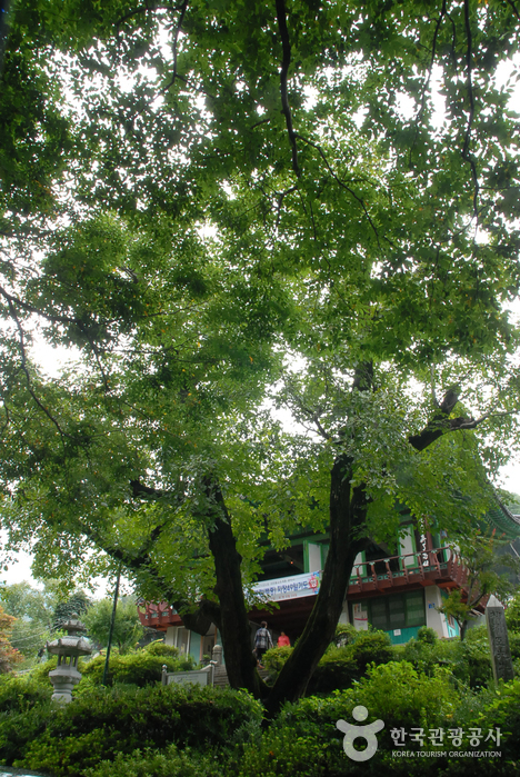 천안광덕사호두나무