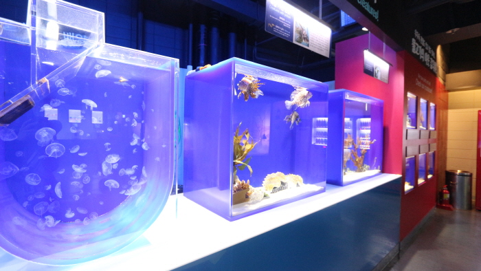 Aquarium del COEX (코엑스 아쿠아리움)