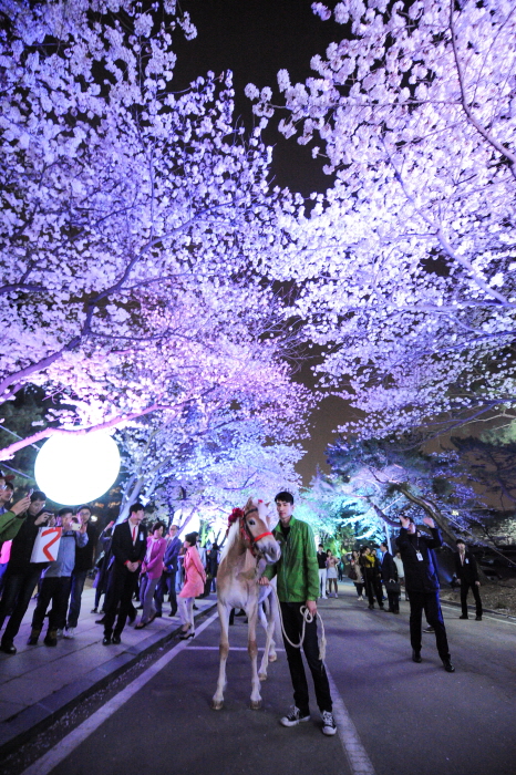 Kirschblütenfestival im Let's Run Park Seoul (렛츠런파크 서울 야간벚꽃축제)