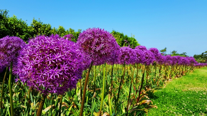 태안 알리움 공원 20203