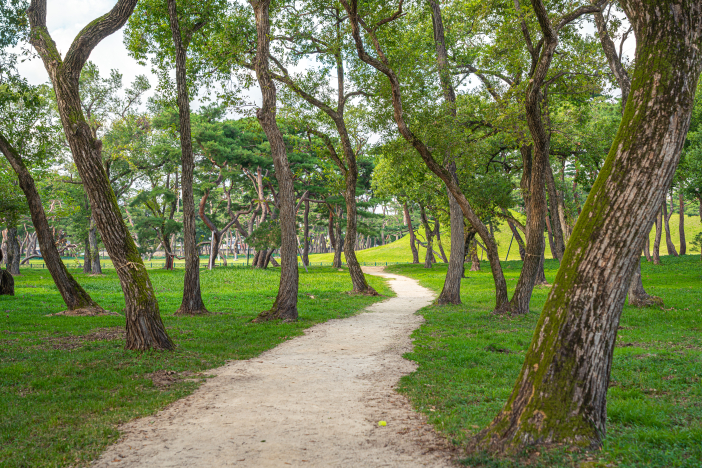 The forest nearby Oreung Tombs houses a tranquil path for a nice stroll.