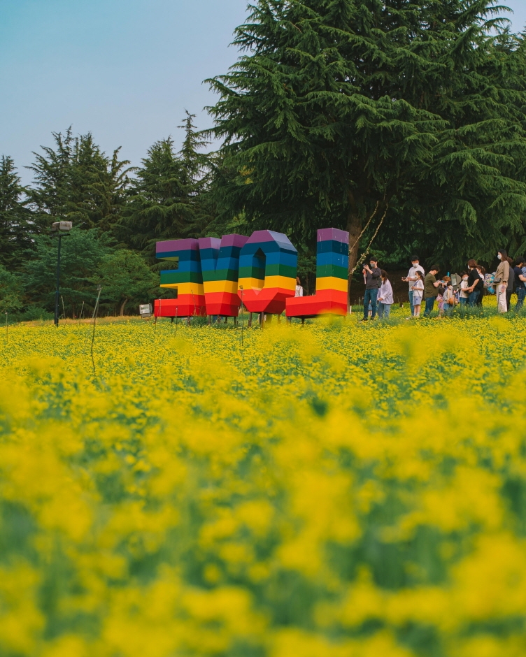 이월드 유채한 봄4