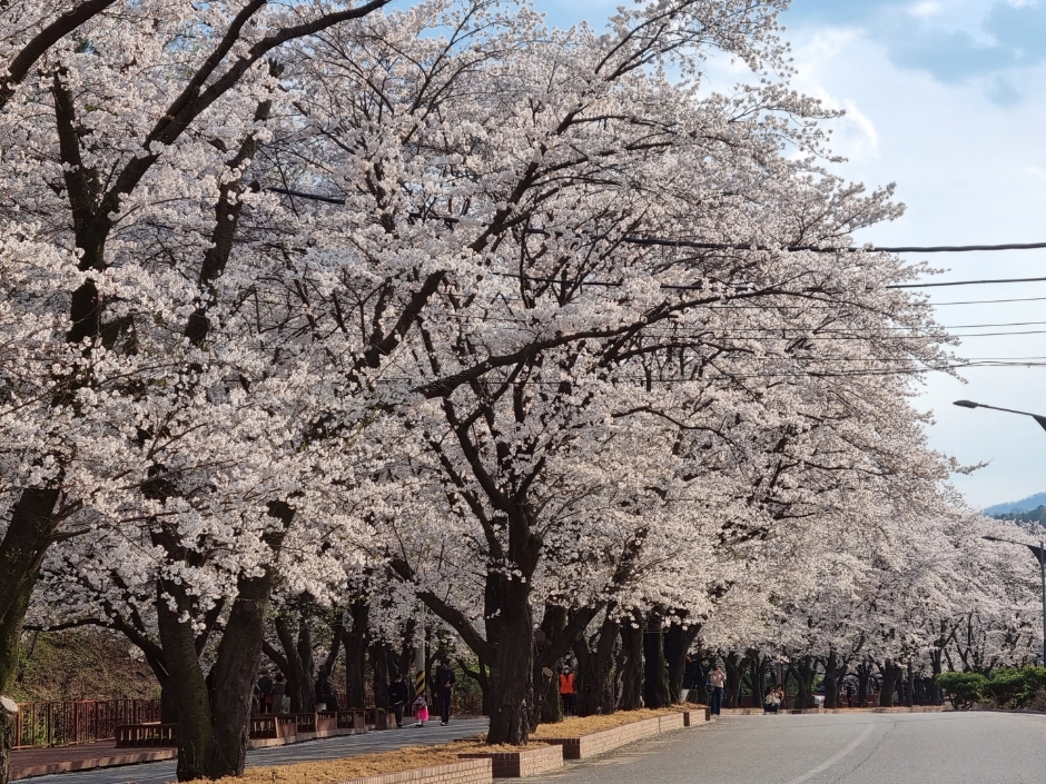エデン桜並木桜祭り（에덴벚꽃길 벚꽃축제）