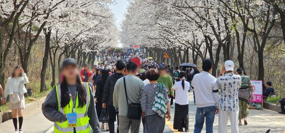 2025 여주흥천남한강 벚꽃축제 5